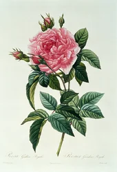 Rosa Gallica Regalis